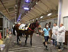 馬會賽馬業務及營運總監利達賢及賽馬資源項目總監黎達理檢視馬房內各駒之情況。