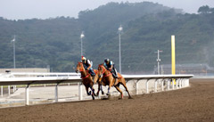 馬匹在全天候跑道上拍跳考驗。