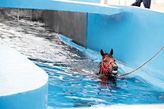 賽駒在馬匹游泳池內暢泳。