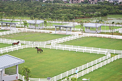 從化馬場設有多個放草休養區，讓馬匹享受寧靜的天然環境。