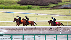 Horses working at the all-weather track at CRC.