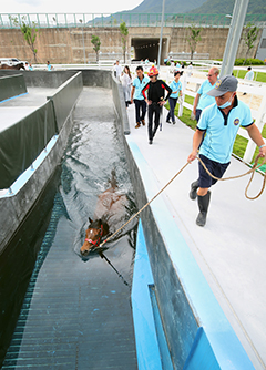 The equine swimming pool has a depth of 2.6m.