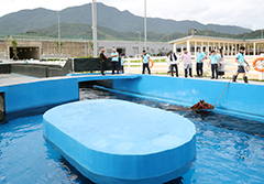 The equine swimming pool offers a straight swim of 90m or a circular swim of 65m.